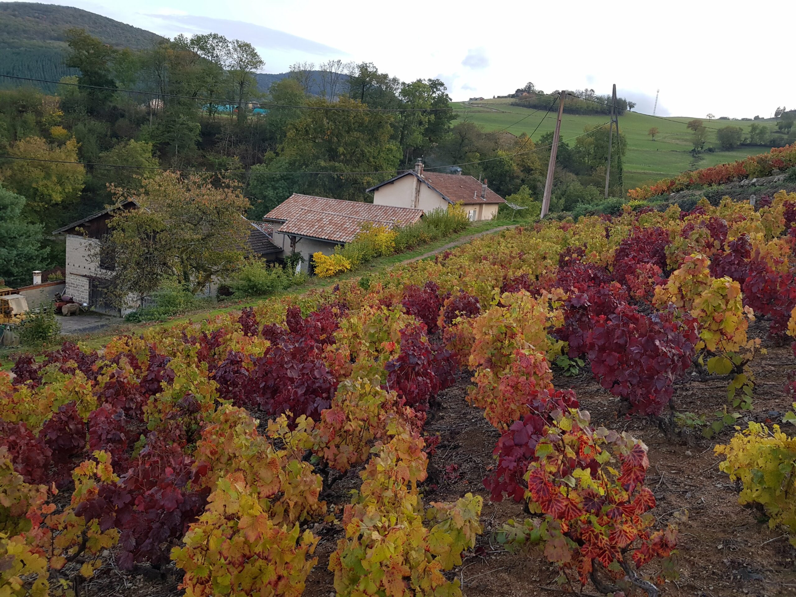 L’automne dans le Beaujolais